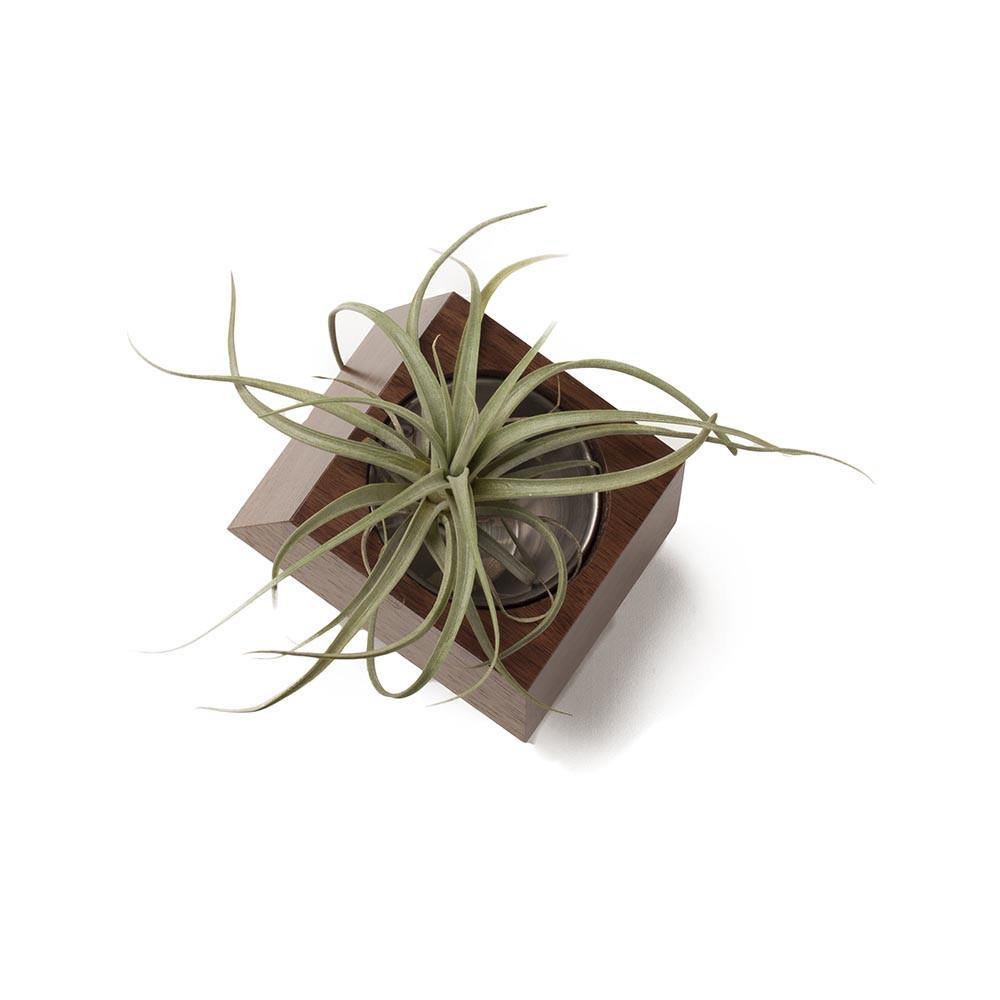 Box Car Planter Gift Set