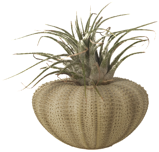 Sea Urchin Air Plant