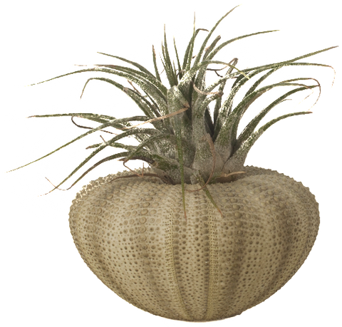 Sea Urchin Air Plant