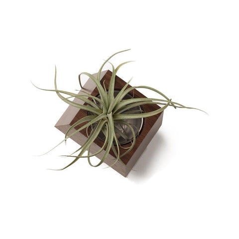 Box Car Planter Gift Set 