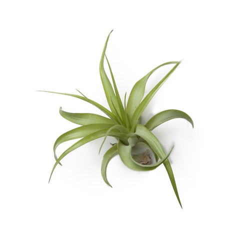 Rosette Tillandsia Gift Set 