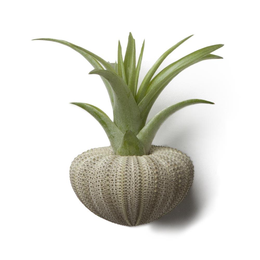 Rosette Tillandsia Sea Urchin Gift Set 