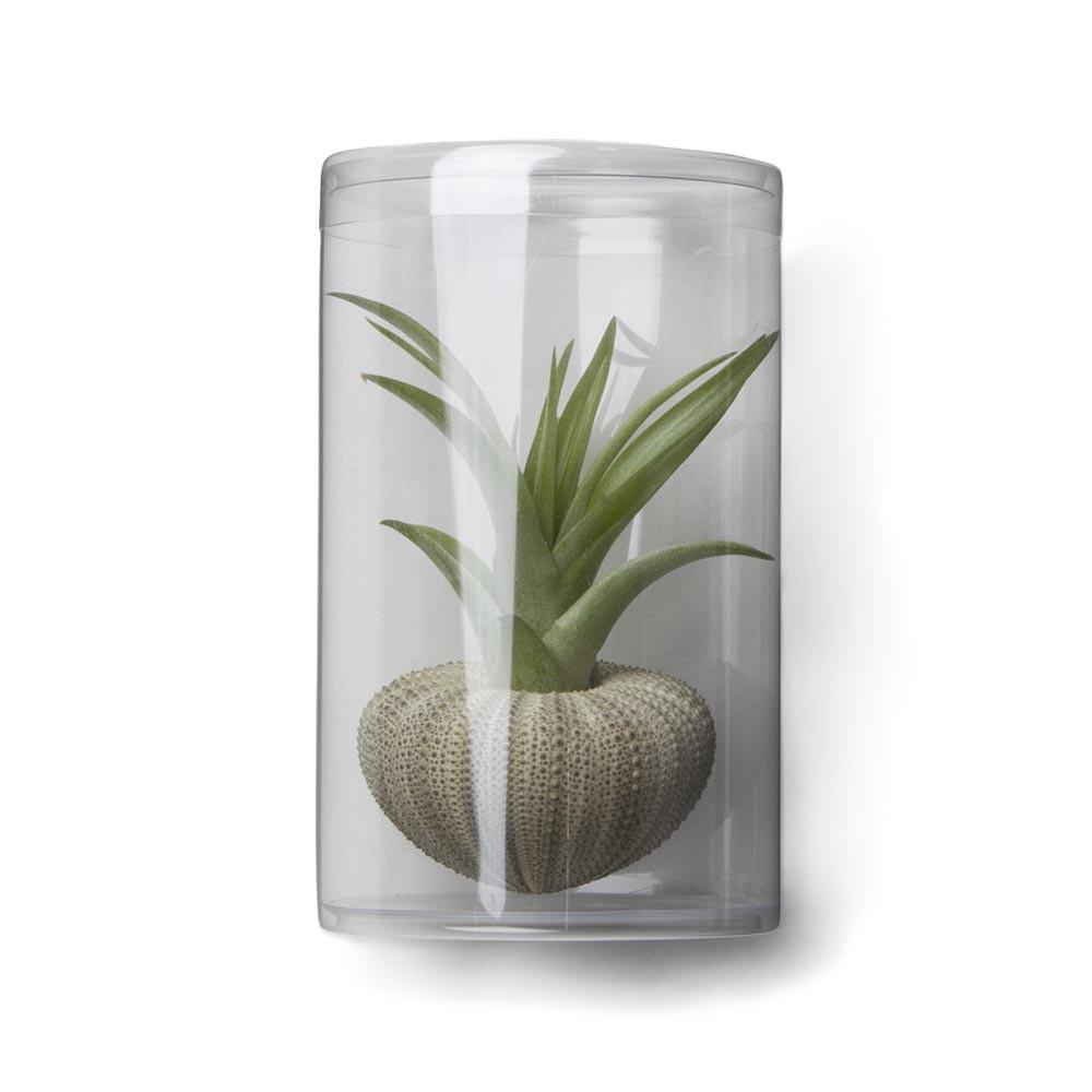 Rosette Tillandsia Sea Urchin Gift Set 