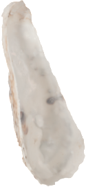 Oyster Shell Dish
