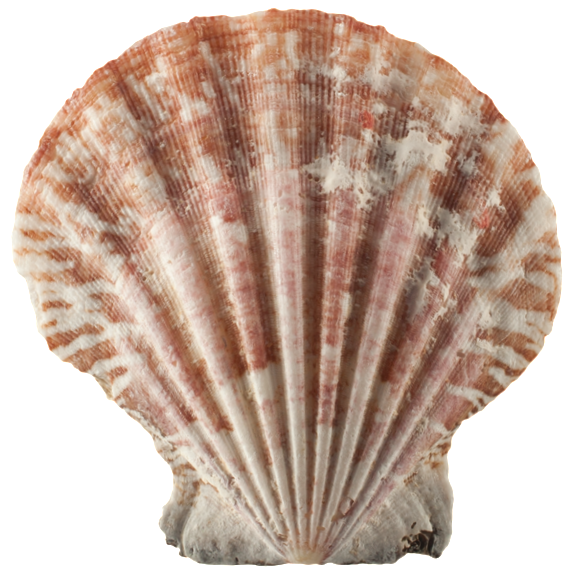 Sea Shell