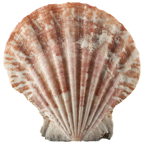 Sea Shell