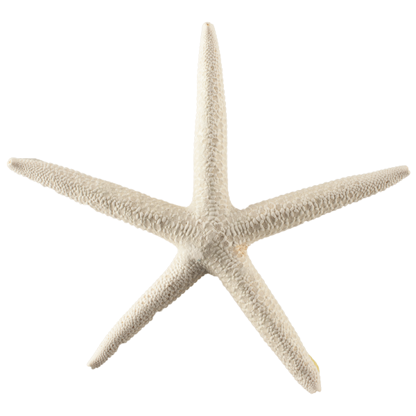 Wish Upon A Starfish