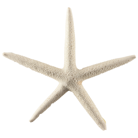 Wish Upon A Starfish