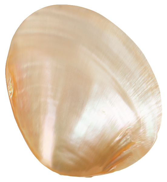Shell Dish