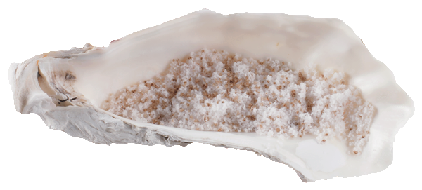 Oyster Shell Dish