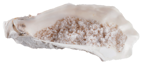 Oyster Shell Dish